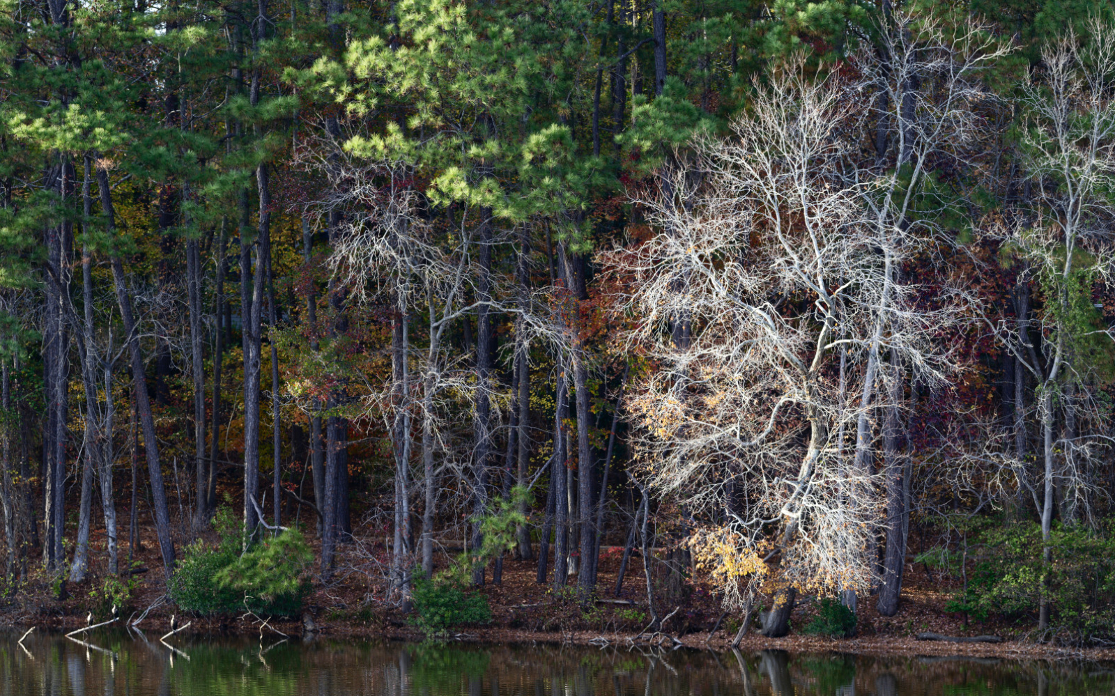 Late fall trees at Lake Johnson
