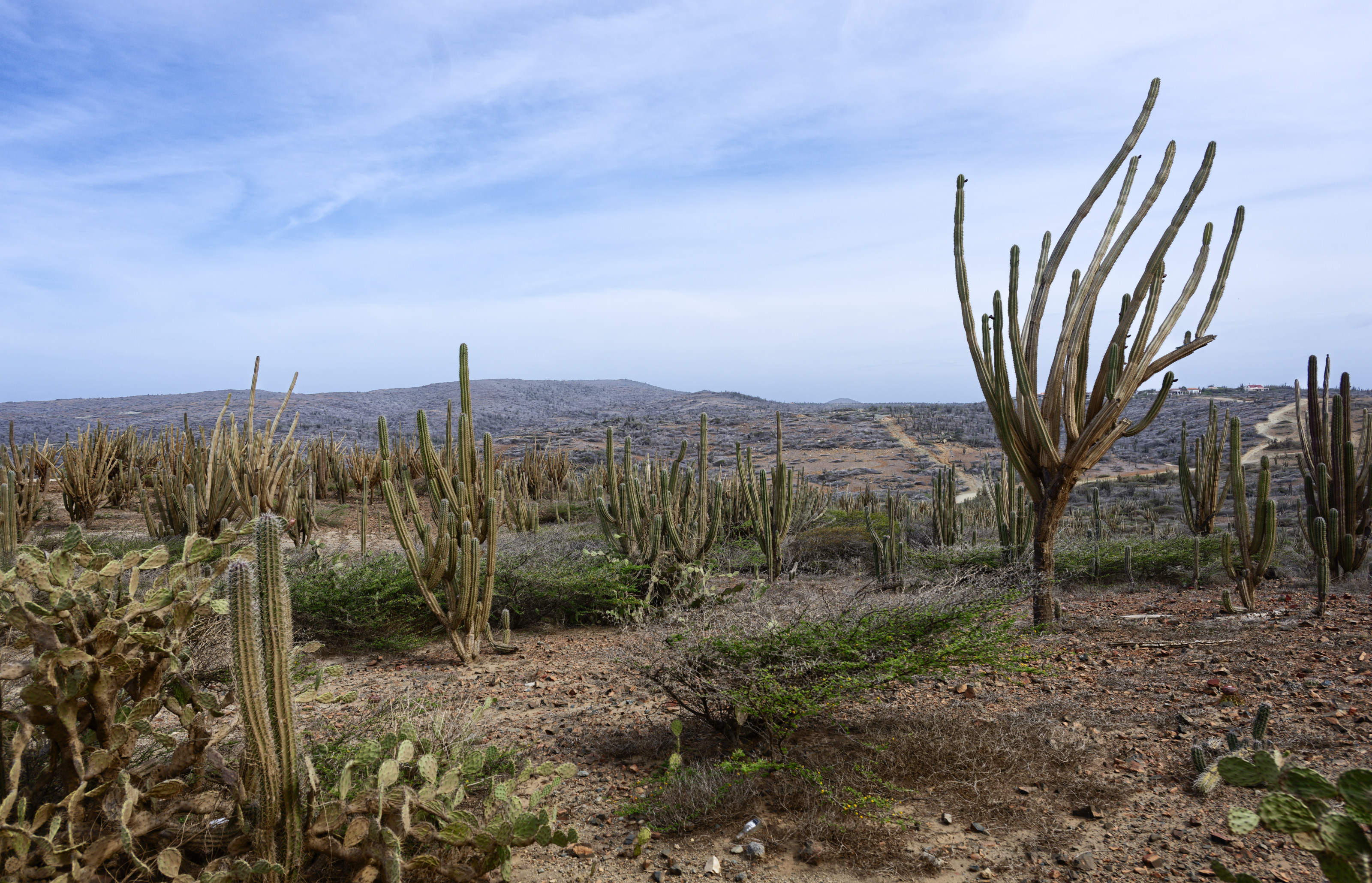 Aruba placeholder 9