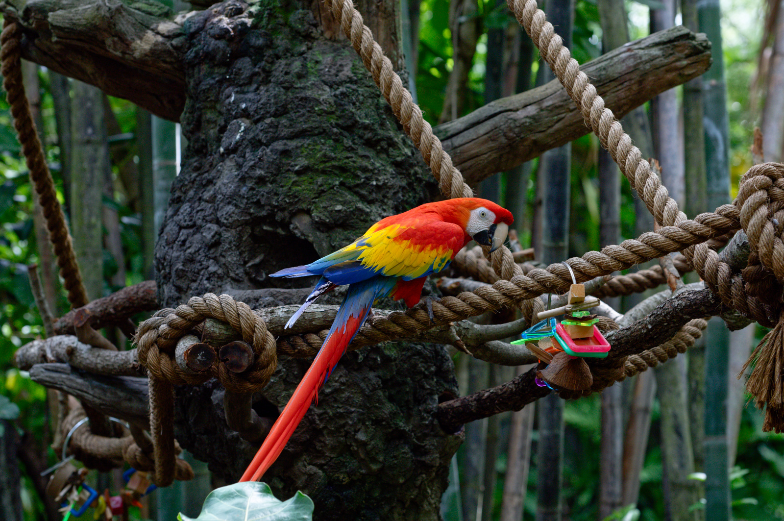 Disney World - Animal Kingdom